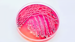 Leia mais sobre o artigo Cultura Pura ou Axênica