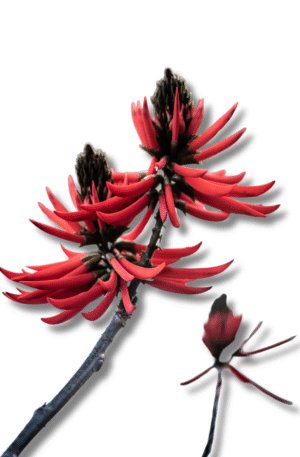 Mulungu Extrato (30ml)