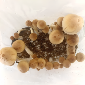 Leia mais sobre o artigo Guia Completo de Incubação e Frutificação de Cogumelos Mágicos: Dicas Essenciais para Cultivar Psilocybe Cubensis