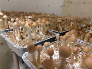 Leia mais sobre o artigo Como Montar o Terrário Perfeito para Cultivo de Cogumelos Mágicos: Guia Passo a Passo