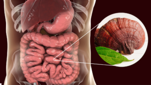 Leia mais sobre o artigo Cogumelo Reishi: O Segredo para Melhorar a Saúde Intestinal e a Microbiota