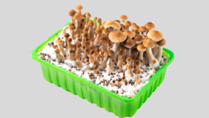 Leia mais sobre o artigo Guia Completo: Como Começar o Cultivo de Cogumelos Mágicos em Casa