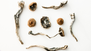 Leia mais sobre o artigo Como Secar Cogumelos Mágicos Recém-Colhidos de Forma Rápida e Eficiente