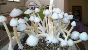 Leia mais sobre o artigo Cogumelo Mágico Albino A+: O Que Torna Esta Variedade Tão Especial?