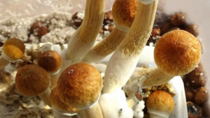 Leia mais sobre o artigo Spawn de Cogumelo: O Que é, Para Que Servir e Como Fazer Passo a Passo