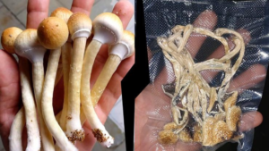 Leia mais sobre o artigo Cogumelos mágicos frescos x secos: qual a melhor opção?