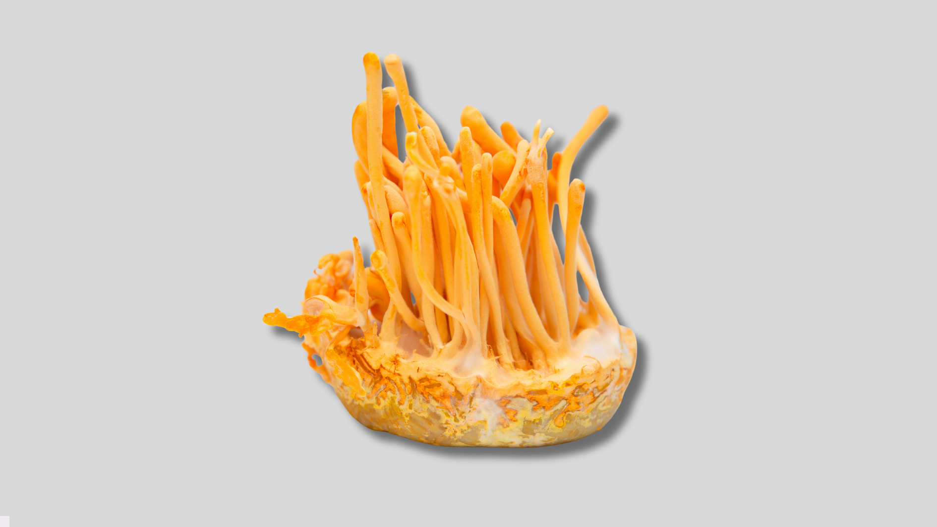 Leia mais sobre o artigo Cogumelo Cordyceps Militaris: Descubra Seus Benefícios, Como Usar e Potencialize Sua Saúde