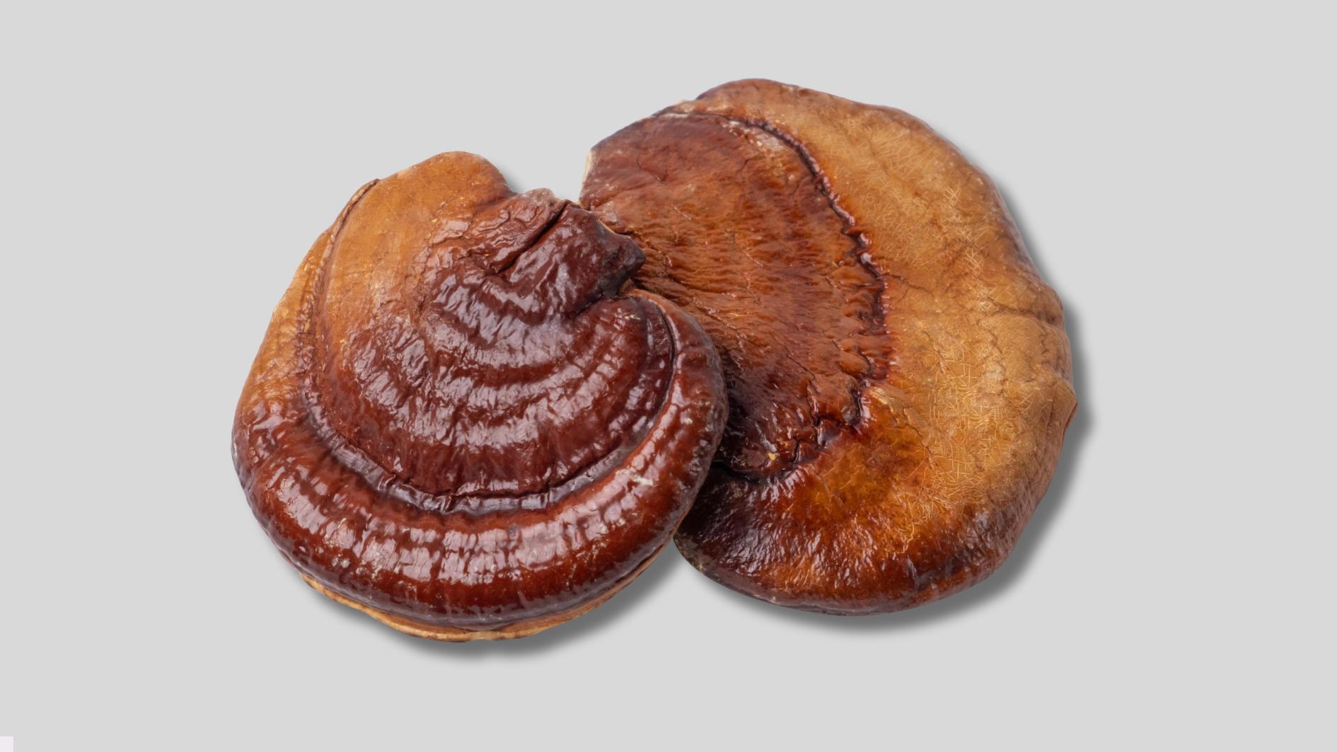 Leia mais sobre o artigo Cogumelo Reishi: O Segredo Antienvelhecimento e Imunológico que Você Precisa Conhecer!