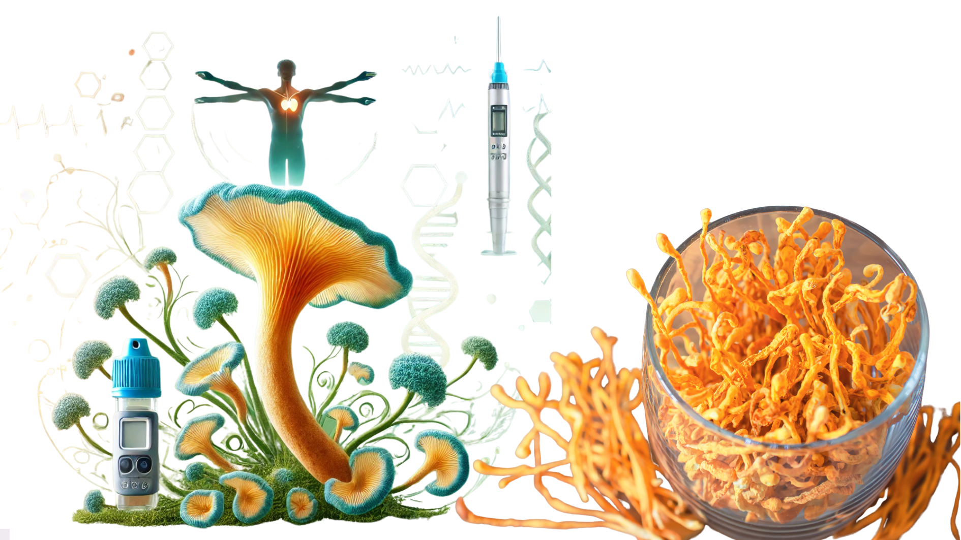 Leia mais sobre o artigo Superando a Disfunção Reprodutiva em Diabéticos: Os Benefícios Surpreendentes do Cordyceps militaris