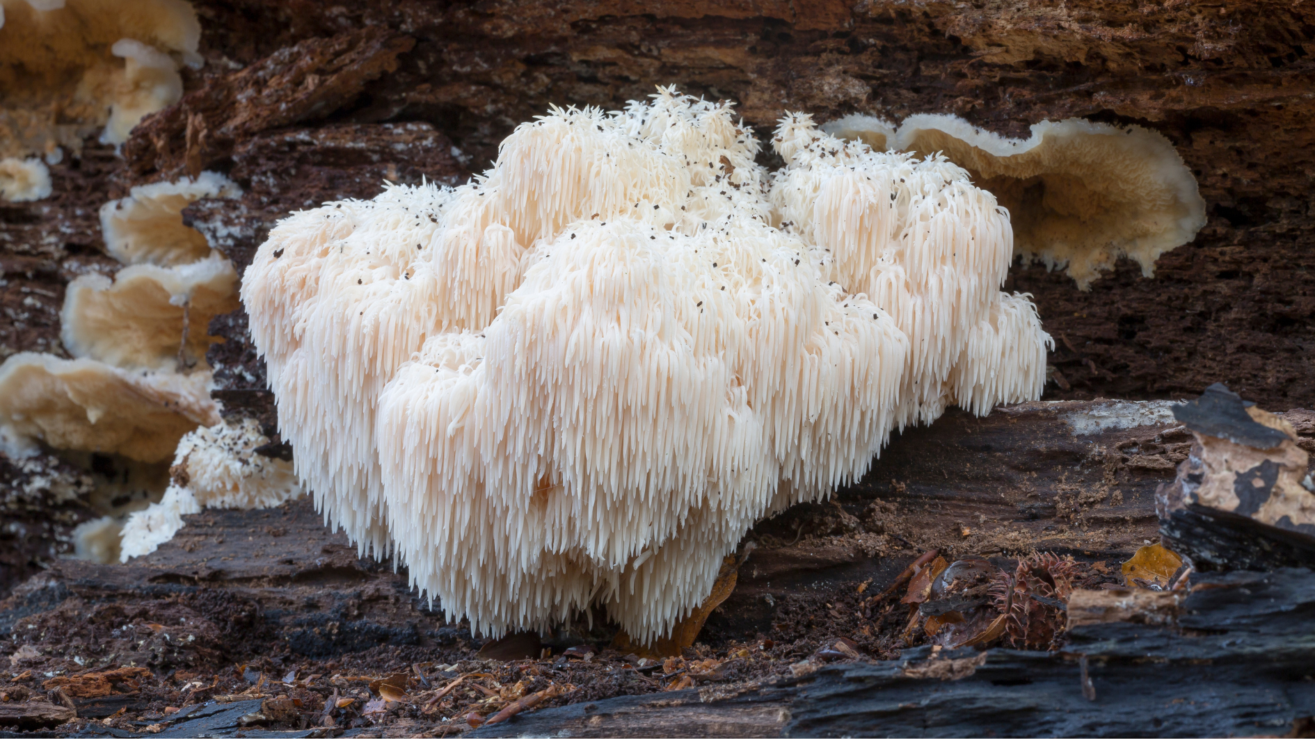 Leia mais sobre o artigo O Cogumelo Juba de Leão e Seus Efeitos Cognitivos: O Que a Ciência Revela Sobre a Memória e o Comportamento