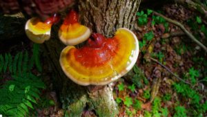 Leia mais sobre o artigo Ganoderma lucidum: A “Grama Espiritual” da Medicina Tradicional Chinesa