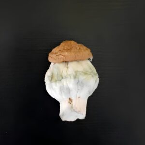 Penis Envy - Cogumelo Mágico (Psilocybe Cubensis)