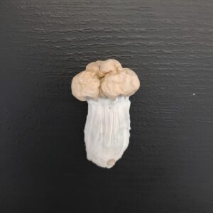 Shakit - Cogumelo Mágico (Psilocybe Cubensis)