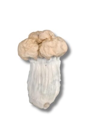 cogumelo mágico shakit