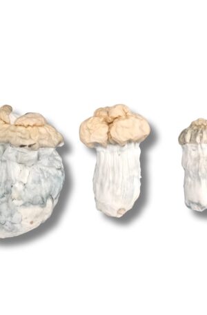 Shakit – Cogumelo Mágico (Psilocybe Cubensis)