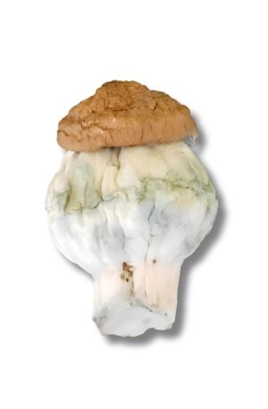 cogumelo mágico penis envy