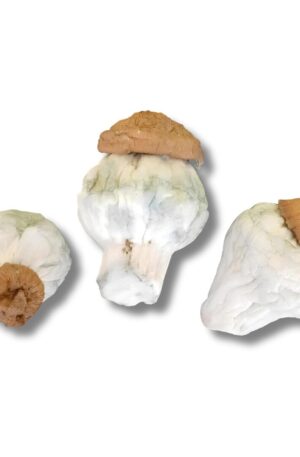 Penis Envy – Cogumelo Mágico (Psilocybe Cubensis)