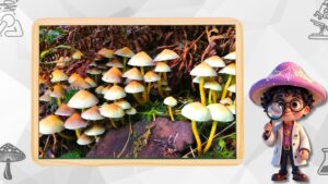 Leia mais sobre o artigo Psilocybe Cubensis: do Teonanácatl às Pesquisas de Depressão – Tudo o que Você Precisa Saber