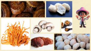 Leia mais sobre o artigo Cogumelos Adaptogênicos: Energia, Equilíbrio e Clareza com Juba de Leão, Reishi e Cordyceps Militaris