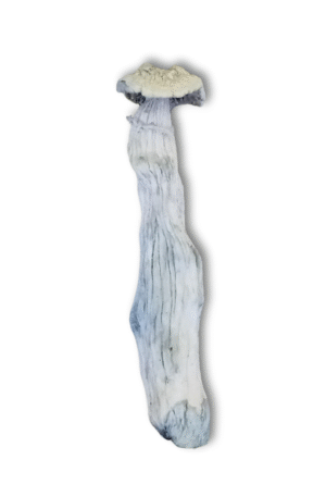 cogumelo mágico TAT