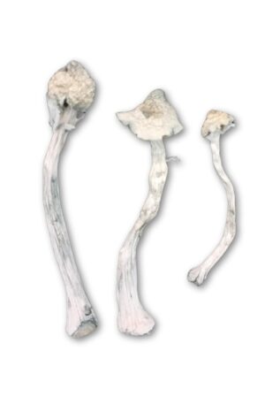 True Albino Teacher (TAT) – Cogumelo Mágico (Psilocybe Cubensis)