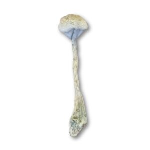 Cogumelo mágico MDK Leuscistico