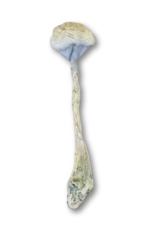 Cogumelo mágico MDK Leuscistico