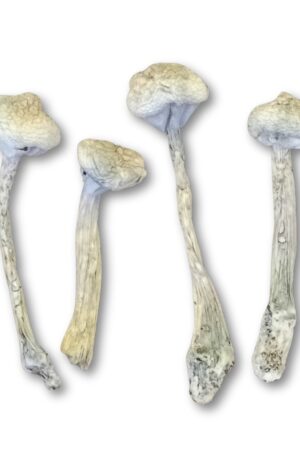 MDK Leucístico (Mexican Dutch King) – Cogumelo Mágico (Psilocybe Cubensis)