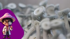 Leia mais sobre o artigo Psilocybe cubensis True Albino Teacher (T.A.T.) — A Joia Albina da Micologia Moderna