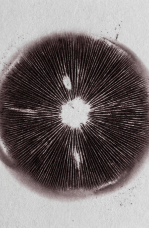 Carimbo de Esporos Thai Pink Bufallo – Psilocybe Cubensis | Amostra Taxonômica