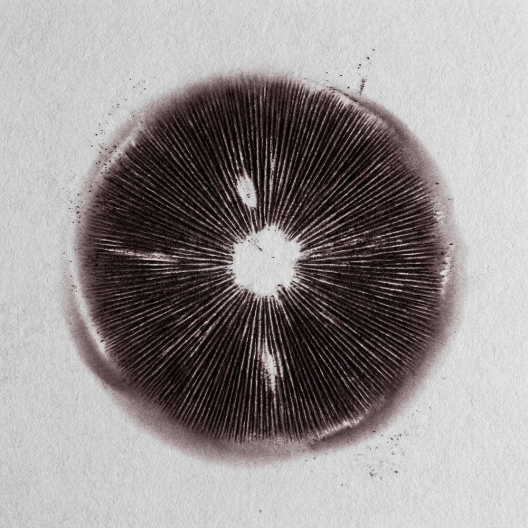 Carimbo de Esporos Mexican Dutch King – Psilocybe Cubensis | Amostra Taxonômica