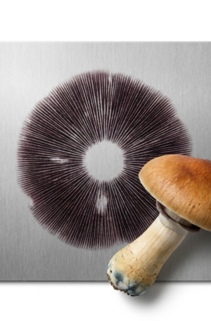 Carimbo de Esporos Thai Pink Bufallo – Psilocybe Cubensis | Amostra Taxonômica