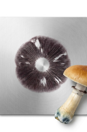 Carimbo de Esporos B+ (Psilocybe Cubensis) – Amostra Taxonômica para Estudo